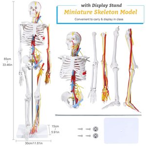 85cm Neurovascular Heart Skeleton Model Human Anatomy Model Detachable Limbs Teaching <strong>Explanation</strong> Doctor-Patient Models - Product Image 4