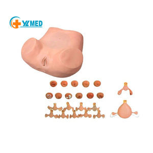 Medical Science Advanced Gynecological Examination Simulator Abnormal <strong>Palpation</strong> Practice Model for Medical School Class Use - Product Image 1