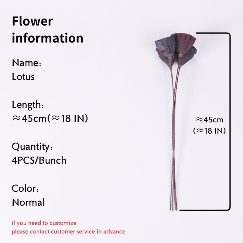 Nature (Quantité: 4PCS/Bunch) est d'environ 18 ans de long