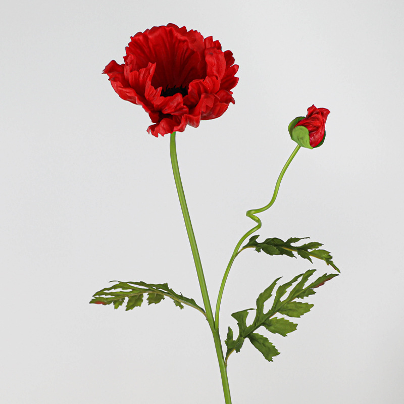 Pu une fleur un bourgeon gros coquelicot-rouge printanier
