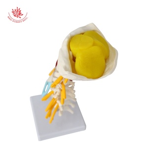 Human Cervical Vertebra Medical Model Advanced 1:1 Muscled and <strong>Nerve</strong> - Product Image 5