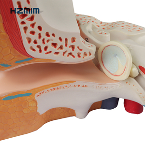 Okullarda ve hastanelerde tıp bilimleri eğitimi için orta kulak için anatomik PVC modeli - Product Image 5
