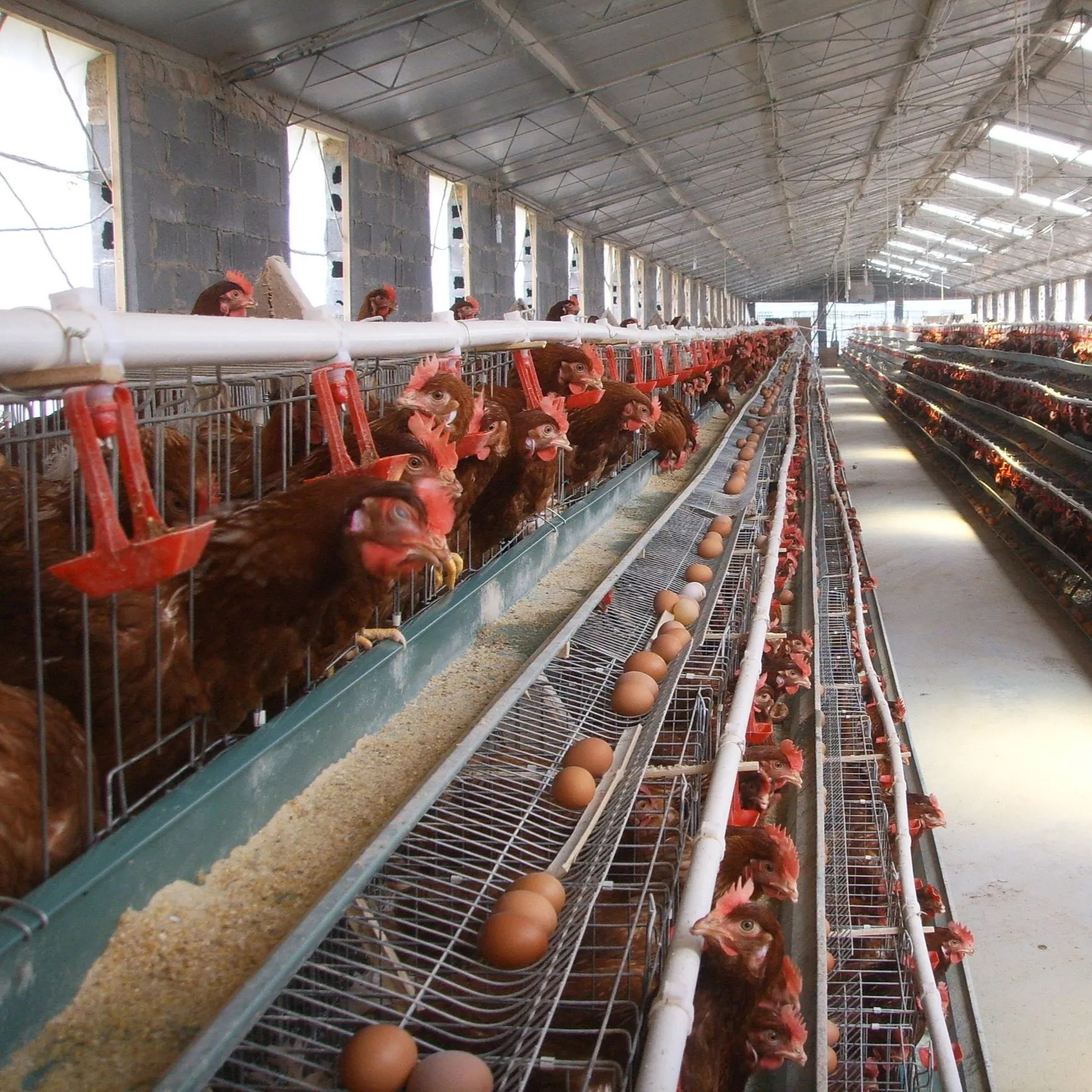 2022 Offre Spéciale ferme Volaille maison structure en acier de construction de poulet maison étable préfabriqués structure en acier de construction