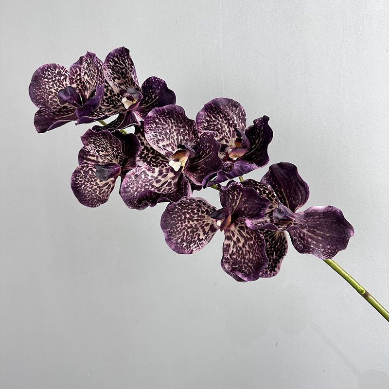 7 têtes de vanille collée, taches violettes E31