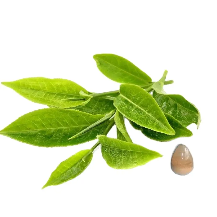 तत्काल हरी चाय पाउडर निकालने हरी चाय Polyphenols10 % 20% 30%
