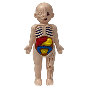 Çocuk bilim Humanorgan yapısı modeli Diy monte tıbbi erken eğitim oyuncak Humanorganmo öğretmek - Product Image 1