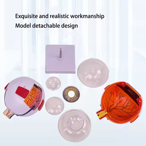 神経分布と構造を示す眼球の高品質な人体解剖モデル - Product Image 6