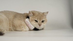 带实时跟踪的狗和猫迷你宠物全球定位系统跟踪器、地理围栏警报、带应用控制的防水智能项圈设备 - Product Image 4