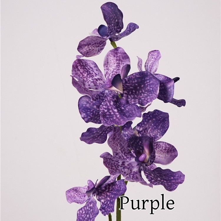 Pourpre
