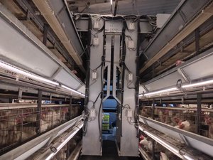蛋鸡自动饲养鸡定量精密饲喂系统