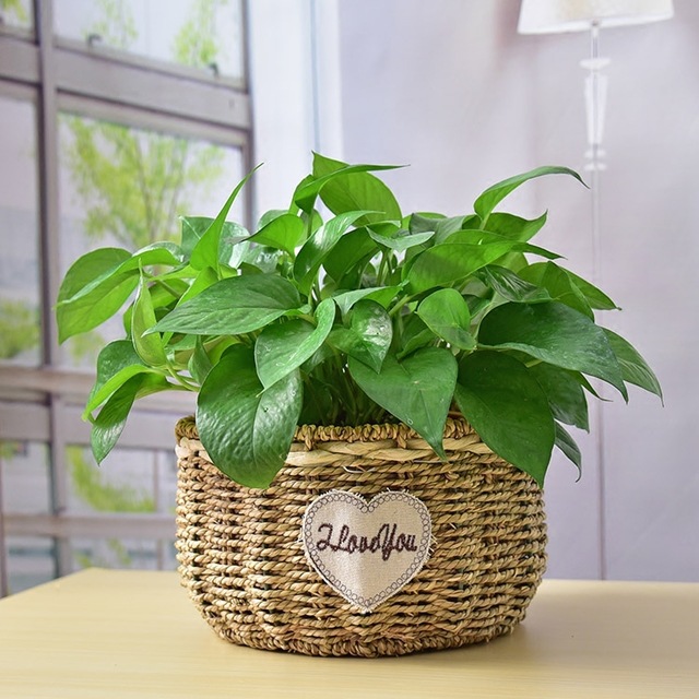 กระถางดอกไม้ฟางสานด้วยมือพร้อมกระถางต้นไม้พลาสติก - Product Image 3