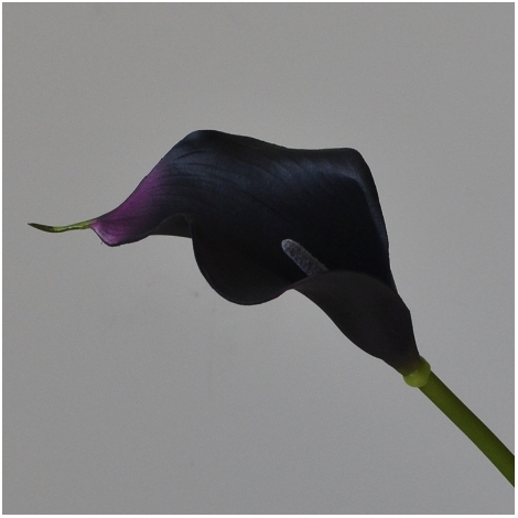 Negro