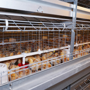 鶏ケージ120羽自動層ケージ卵鶏鶏鶏鶏鶏ケージ層用家禽農業