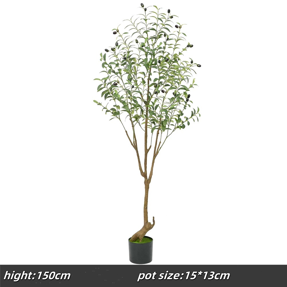 150cm olive tree, f