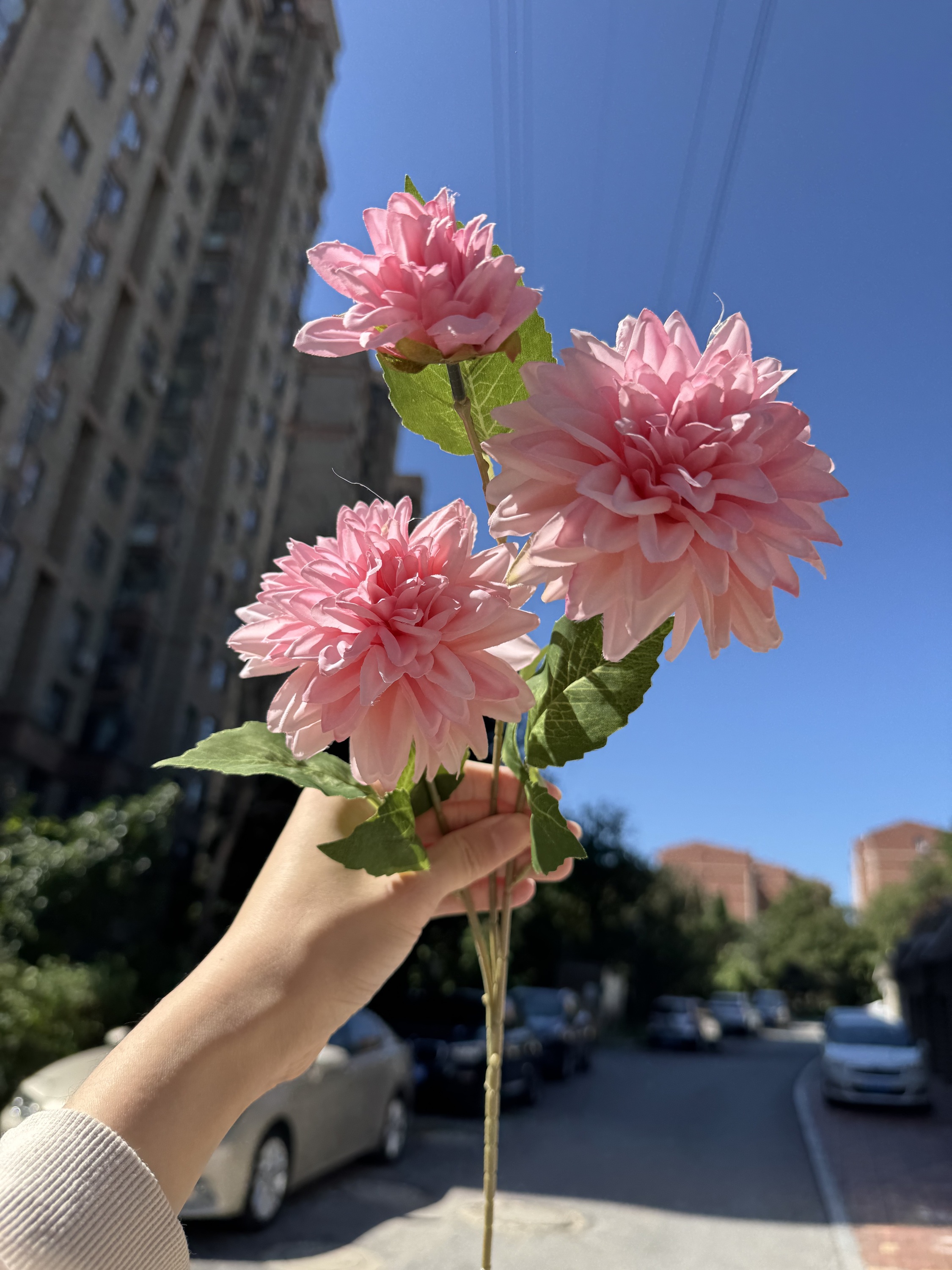 #1 rose