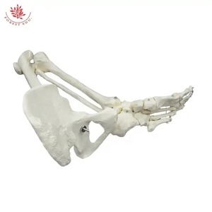 解剖学的に詳細な人間の脚の骨格股関節骨モデルピュアホワイトボーン解剖学モデル - Product Image 5