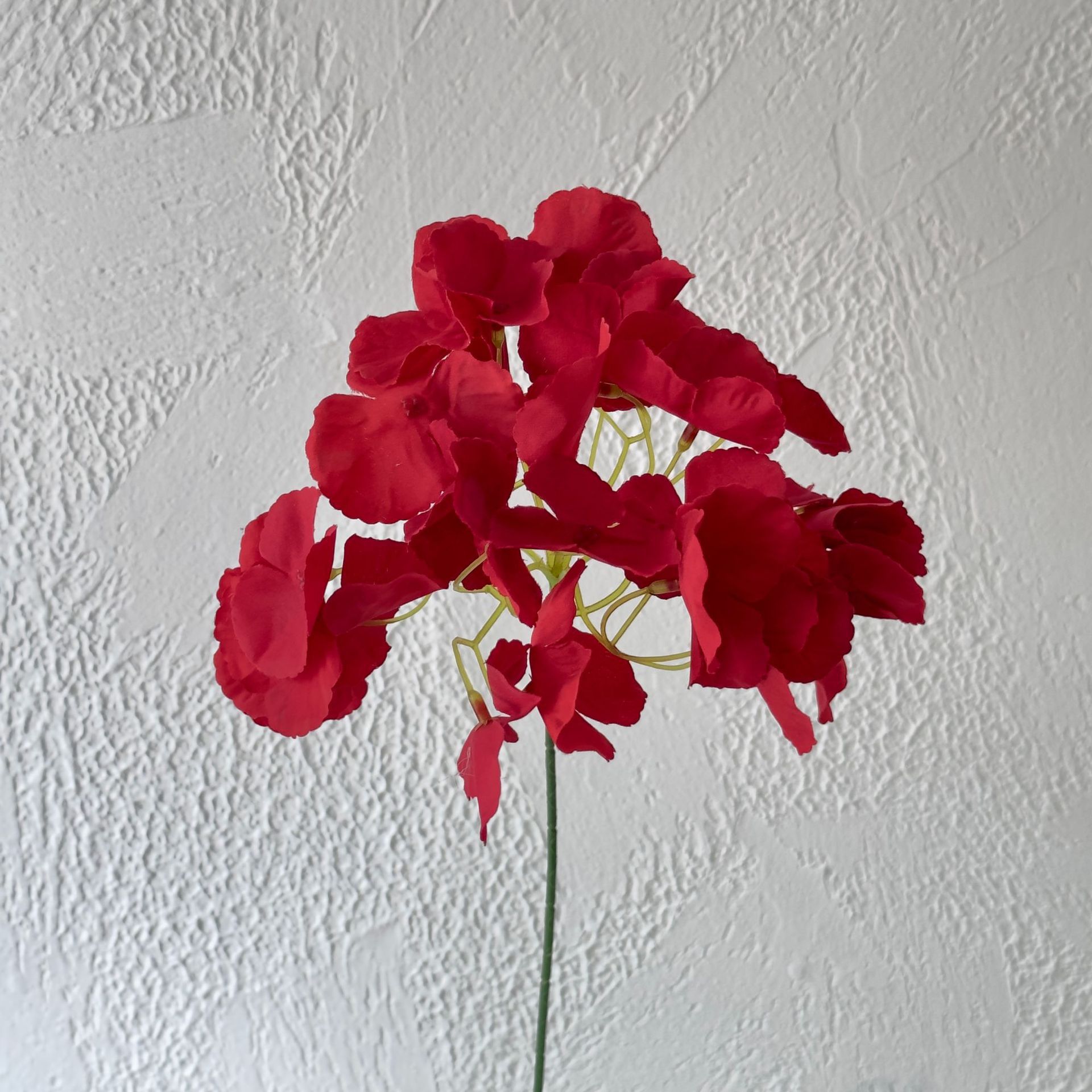 Red single hydrangea