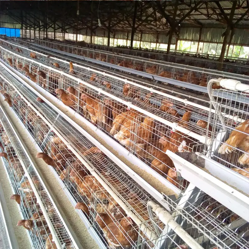 أقفاص دجاج من الفلبين واسعة الحجم على شكل بيت للدجاج والدواجن مغلفنة باللون الممتاز معدنية 10000 5000 طبقة بيضاوية لتبييض الدجاج