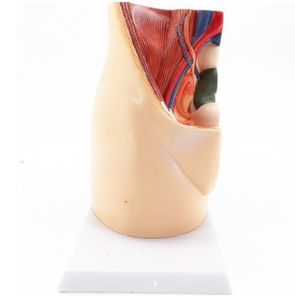 人間の子宮モデル、女性の繁殖システムモデル - Product Image 5