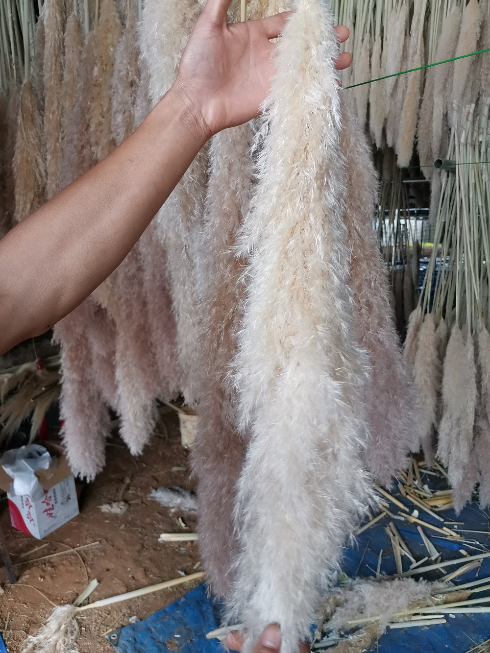 1 unids 70cm + penacho beige pampas hierba