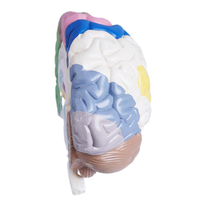 Scheletro umano modello anatomico espositore regalo medico di colore del corpo umano emisfero destro area funzionale modello del cervello - Product Image 2