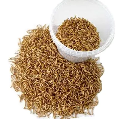 Mealworms secos para alimentos de mascotas, consumo de alimentos para animales, gusanos de harina secos