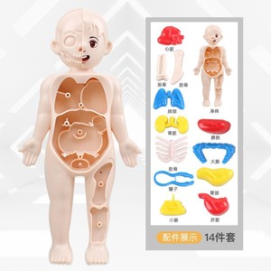 子供のDIY医学教育ゲーム学習人間臓器モデル認知アセンブリ科学 & 工学玩具 - Product Image 2