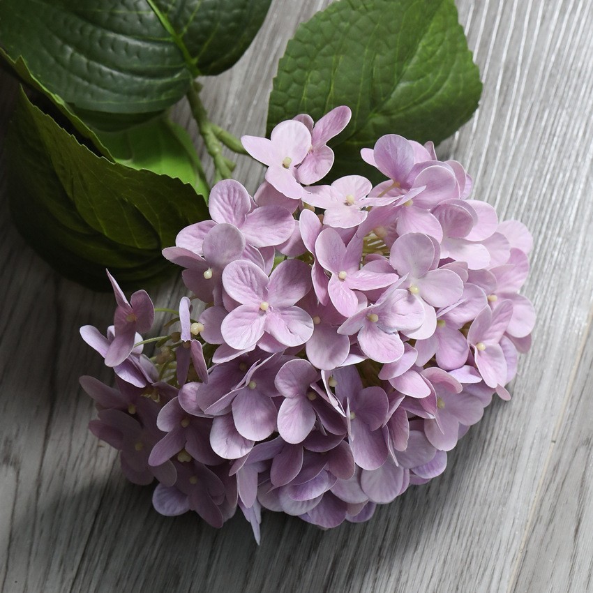 Pl1 rose violet