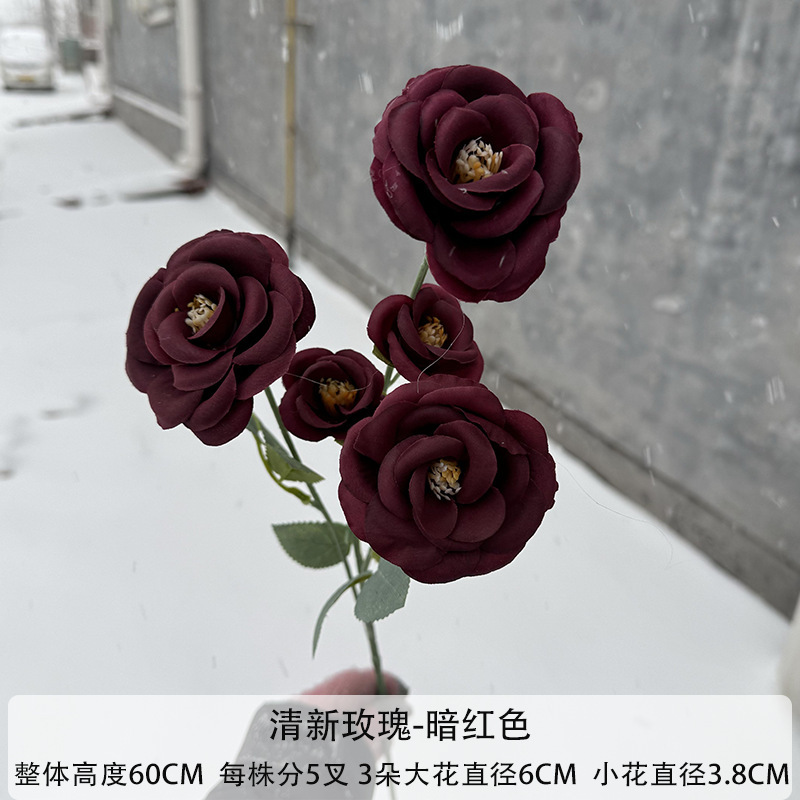 Rose fraîche