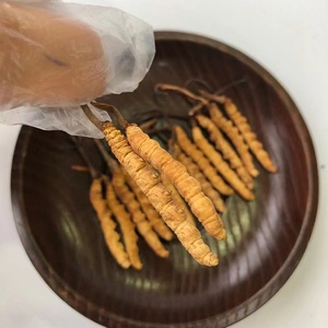 3500 buah semi-wild Cordyceps Sinensis rumput cacing liar setengah ukuran M - Product Image 2