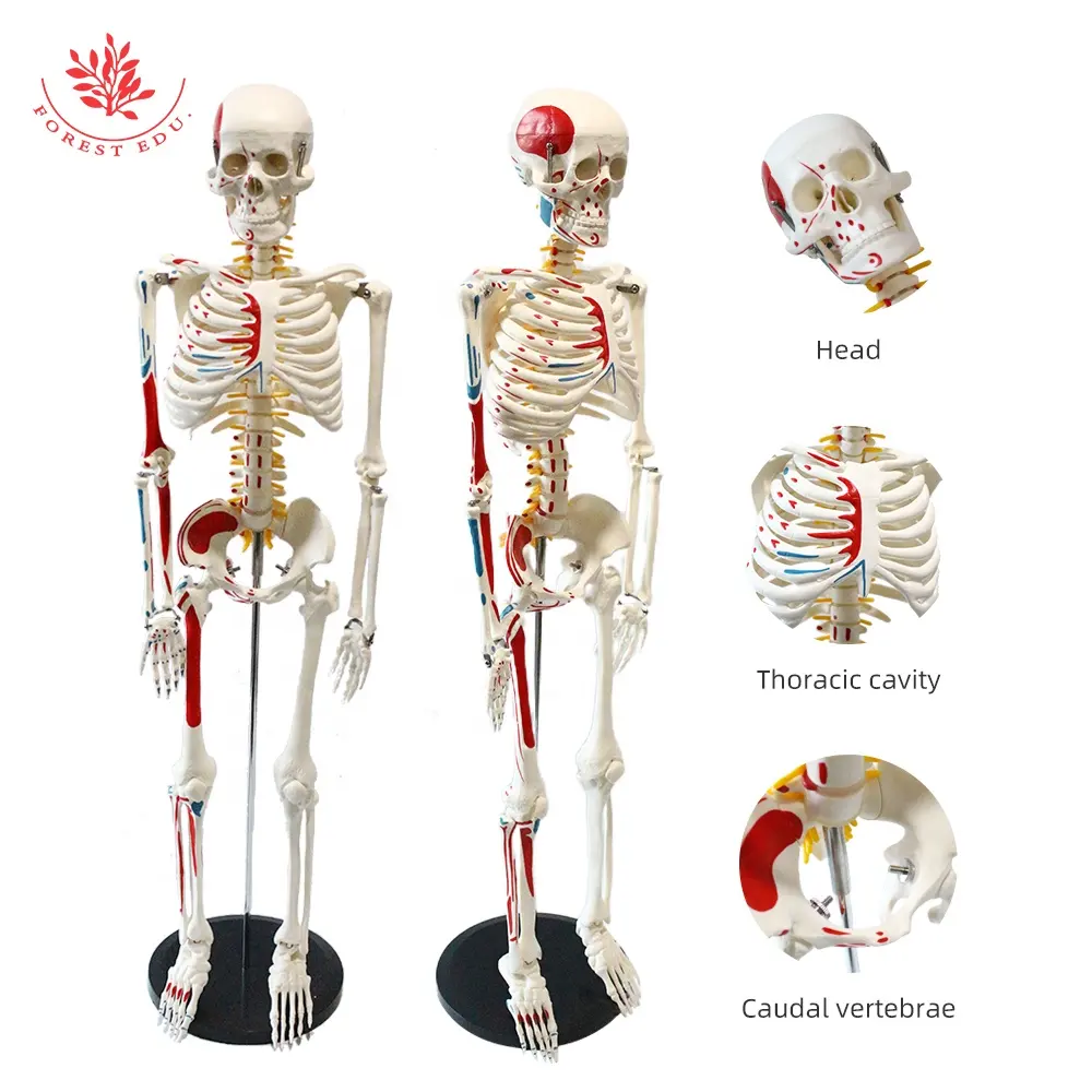FRT009腰椎椎間板を備えた85 cmハーフマッスルヒューマンスケルトン垂直モデルの臨床教育解剖学