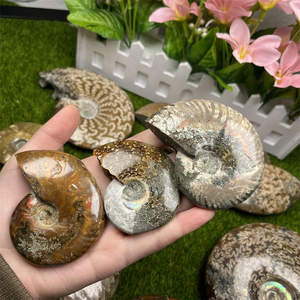 Atacado alta qualidade amonite fóssil natrual amonite fóssil para decoração