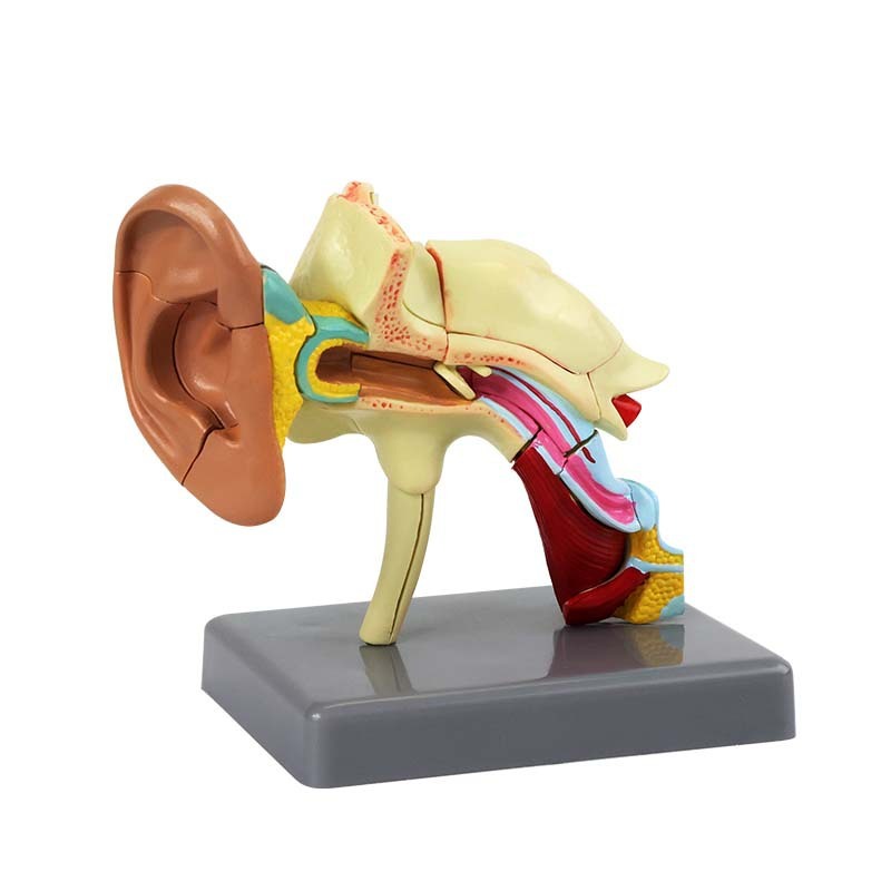 QH3310-8 Modèle d'oreille 22 composants