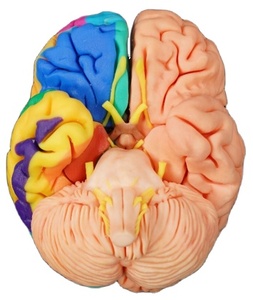 Digihuman 3D Printing Human Complete Brain Combination Section cervello umano modello 3D stampato aree funzionali del cervello - Product Image 1