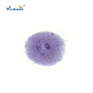 Microscopio preparado diapositivas enseñanza e investigación microscopio meiosis diapositivas conjunto - Product Image 4