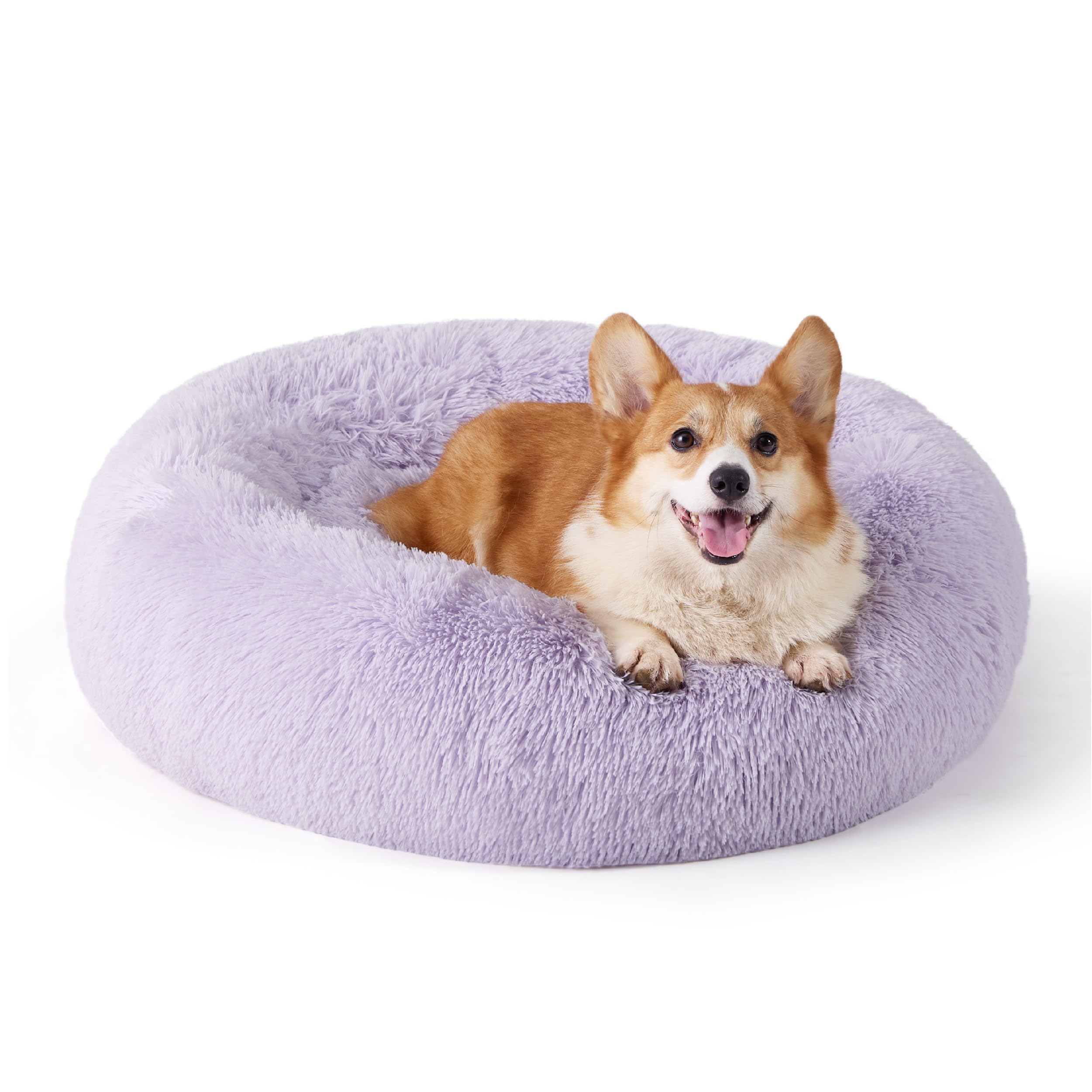 Púrpura