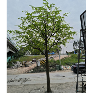 Customized Artificial Big Plant <strong>Trees</strong> Enkianthus Perulatus Fiberglass Trunk Hanging Bell <strong>Tree</strong> Large Green Outdoor Decorative - Product Image 6