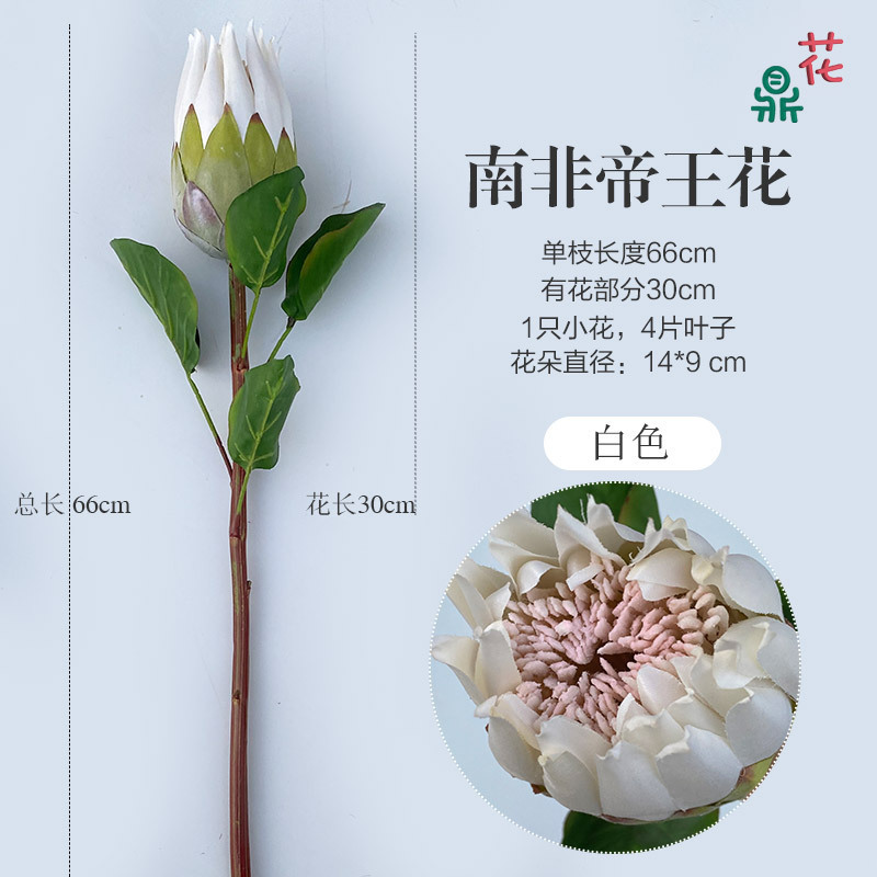 Protea roi d'Afrique du Sud (blanc)