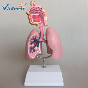医学教材モデル人体臓器解剖学的呼吸器系教育モデル - Product Image 3