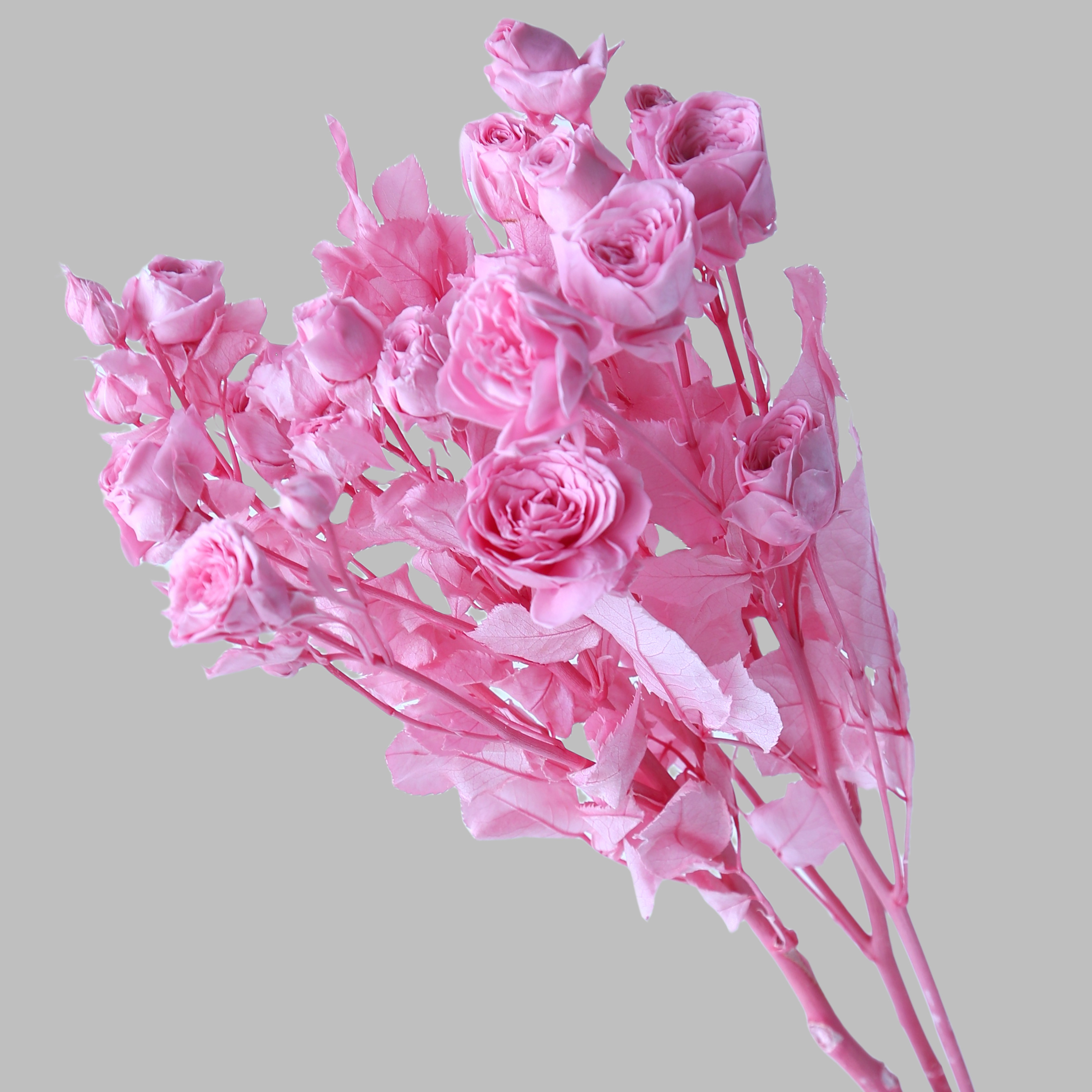rosa dulce