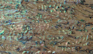Abalone Shell <strong>Paua</strong> <strong>Inlay</strong>/mobile Phone Shell/customized Color Natural Shell Sheet - Product Image 3