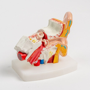 2025 yeni KRC İnsan kulak modeli anatomi-anatomik 3D kulak modeli 1.5 kez büyütülmüş gösterisi dış orta iç kulak ile teşhir tabanı - Product Image 4