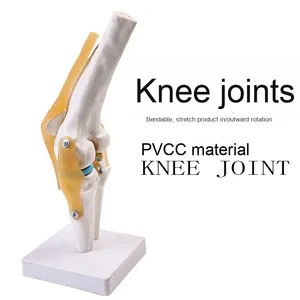 Orthopedic Teaching Display <strong>Human</strong> Knee Bone Model Functional <strong>Human</strong> Ligament <strong>Group</strong> for Training
