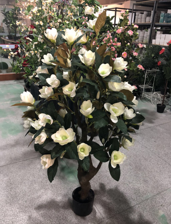 Magnolia tree
