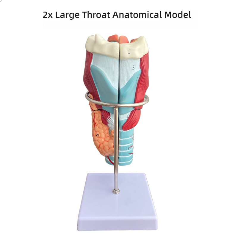 White 2 times magnification laryngeal anatomical model