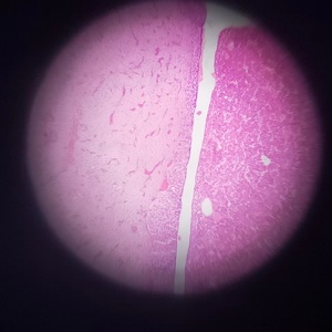 Sinh viên kính hiển vi chuẩn bị Slide mô học trượt cho học tập động vật mô học hypophysis của lợn sec kính hiển vi trượt - Product Image 5