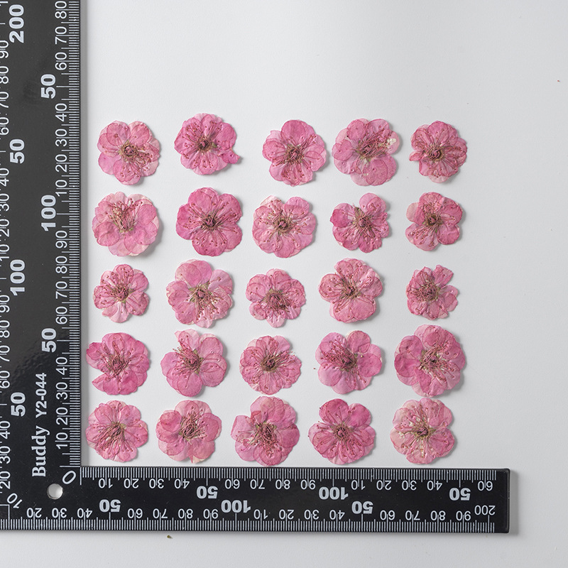 Pêche teinte 12 pcs/sac