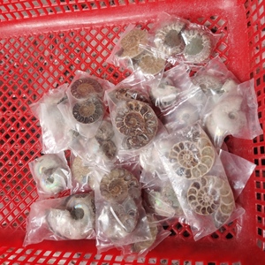 Un par de fósiles de concha en rodajas para hacer colgantes, fósil de amonita arcoíris, espécimen fósil de concha de caracol - Product Image 6