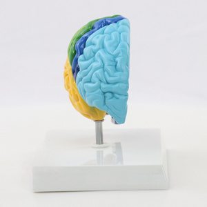 Cervello destro modello anatomico 1:1 cervello destro Area funzionale modello anatomico del cervello adatto per l'apprendimento dell'insegnamento medico - Product Image 5