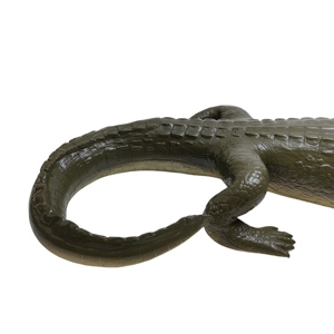 La enseñanza biológica del modelo de cocodrilo modelo de simulación se utiliza para explorar los misterios de los animales. - Product Image 6